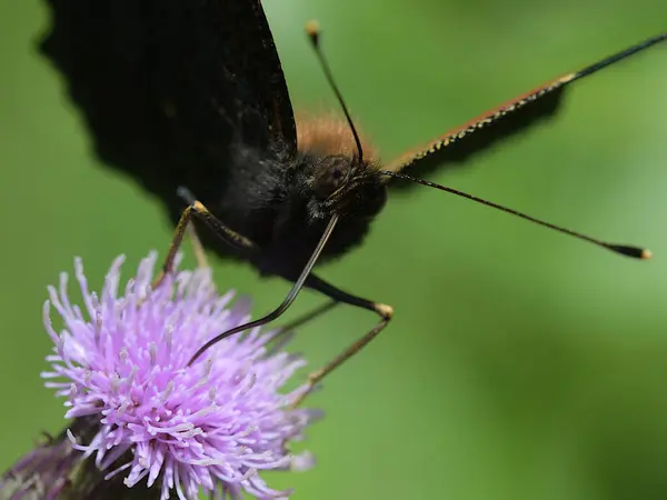Aglais io. Devedikeni çiçeğinin üzerinde kelebek