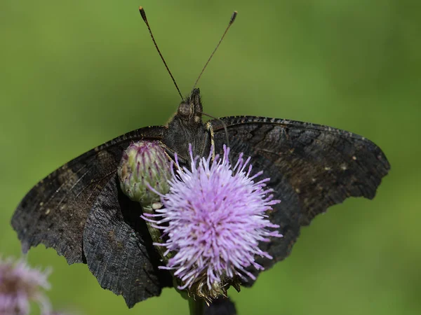 Aglais io. Devedikeni çiçeğinin üzerinde kelebek