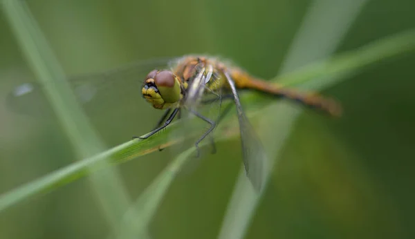Sempetrum danae. Çimlerin üzerinde yusufçuğun makro fotoğrafı