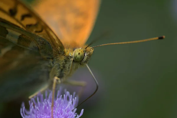 Aglais io. Devedikeni çiçeğinin üzerinde kelebek