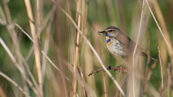 Luscinia svecica. Minyatür kuş Bluethroat bir örümceği avlar