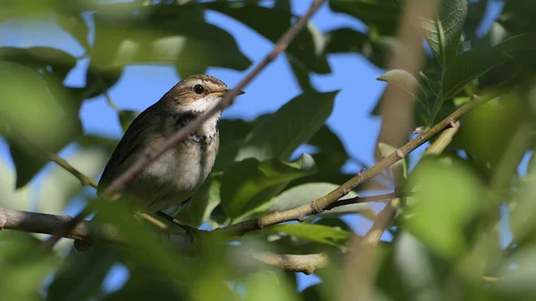 Luscinia svecica. Bir çalılığın yapraklarında küçük bir Bluethroat kuşu