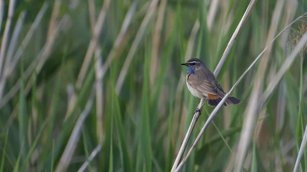 Luscinia svecica. Güzel bir Bluethroat kuşu bir sazlıkta oturuyor.