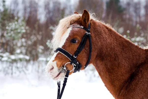 Pony Gallese Sullo Sfondo Una Foresta Invernale — Foto Stock