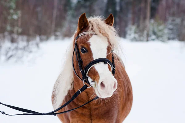 Pony Gallese Sullo Sfondo Una Foresta Invernale — Foto Stock