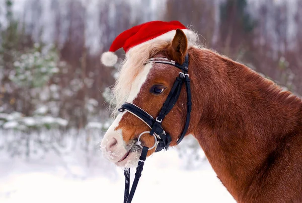 Pony Una Gorra Roja Navidad Nieve Bosque —  Fotos de Stock