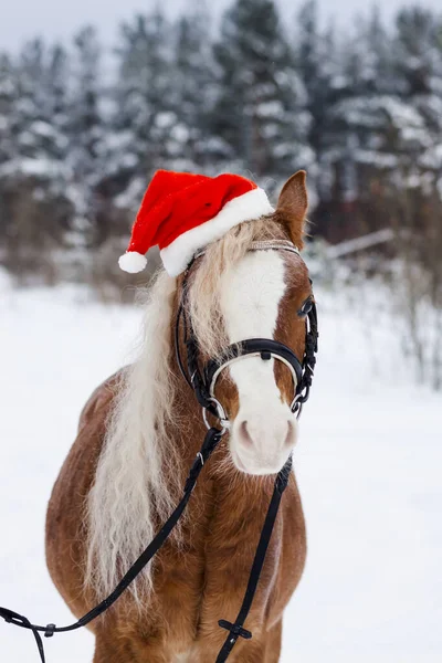 Pony Berretto Rosso Natale Nella Neve Nel Bosco — Foto Stock