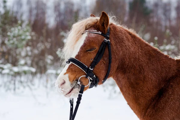 Pony Galés Fondo Bosque Invierno —  Fotos de Stock