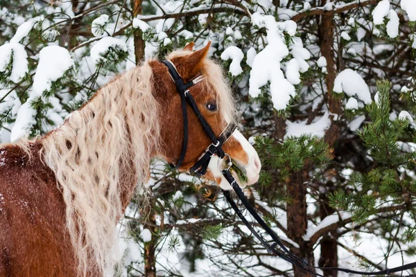 Pony Galés Fondo Bosque Invierno — Foto de Stock