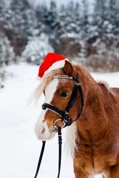 Pony Berretto Rosso Natale Nella Neve Nel Bosco — Foto Stock