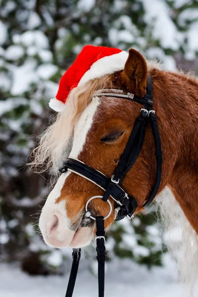 Pony Una Gorra Roja Navidad Nieve Bosque — Foto de Stock
