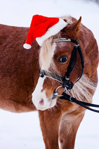 Pony Berretto Rosso Natale Nella Neve Nel Bosco — Foto Stock