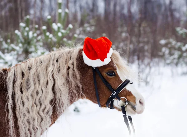 Pony Una Gorra Roja Navidad Nieve Bosque —  Fotos de Stock