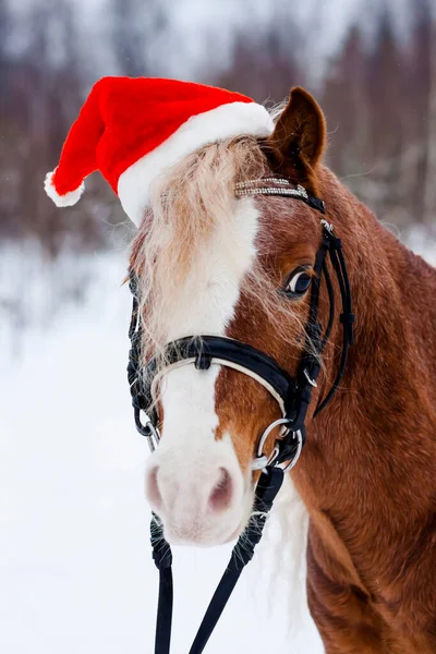 Pony Berretto Rosso Natale Nella Neve Nel Bosco — Foto Stock