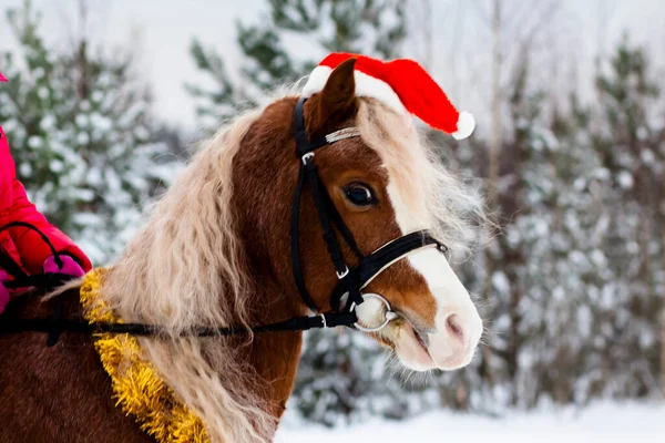 Pony Una Gorra Roja Navidad Nieve Bosque — Foto de Stock