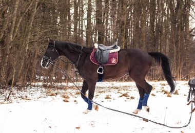 Kara bir Alman atı, arka planda karın üzerine eğerlenmiş, ormanın arka planına karşı bir kordon üzerinde trenler. Bavyera atları..