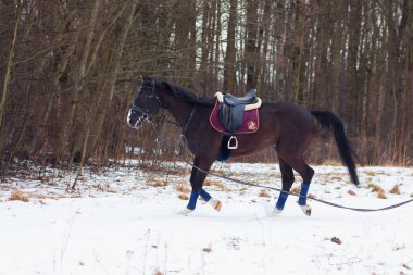 Kara bir Alman atı, arka planda karın üzerine eğerlenmiş, ormanın arka planına karşı bir kordon üzerinde trenler. Bavyera atları..