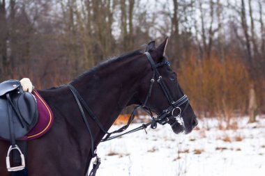 Kara bir Alman atı, arka planda karın üzerine eğerlenmiş, ormanın arka planına karşı bir kordon üzerinde trenler. Bavyera atları..