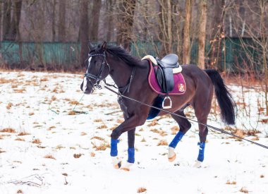 Kara bir körfez, Alman atını karın arka planına yasladı ve bir kordon üzerinde antrenman yaptı. Bavyera atları..