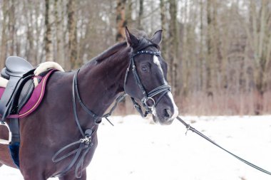 Kara bir körfez, Alman atını karın arka planına yasladı ve bir kordon üzerinde antrenman yaptı. Bavyera atları..