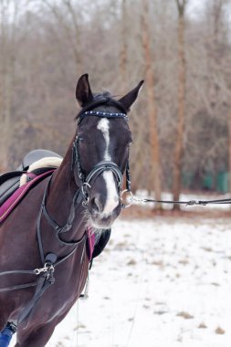 Kara bir körfez, Alman atını karın arka planına yasladı ve bir kordon üzerinde antrenman yaptı. Bavyera atları..