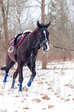 Kara bir körfez, Alman atını karın arka planına yasladı ve bir kordon üzerinde antrenman yaptı. Bavyera atları..