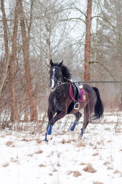 Kara bir körfez, Alman atını karın arka planına yasladı ve bir kordon üzerinde antrenman yaptı. Bavyera atları..