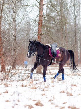 Kara bir körfez, Alman atını karın arka planına yasladı ve bir kordon üzerinde antrenman yaptı. Bavyera atları..