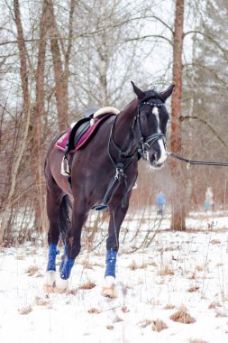 Kara bir körfez, Alman atını karın arka planına yasladı ve bir kordon üzerinde antrenman yaptı. Bavyera atları..