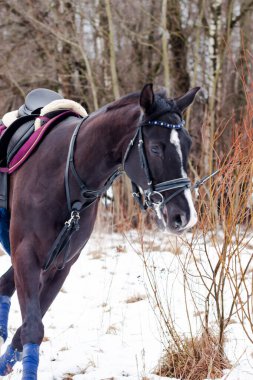 Kara bir körfez, Alman atını karın arka planına yasladı ve bir kordon üzerinde antrenman yaptı. Bavyera atları..