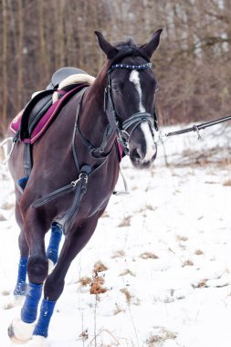 Kara bir körfez, Alman atını karın arka planına yasladı ve bir kordon üzerinde antrenman yaptı. Bavyera atları..