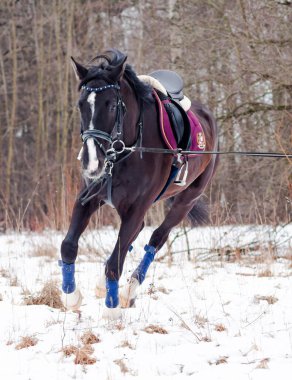 Kara bir körfez, Alman atını karın arka planına yasladı ve bir kordon üzerinde antrenman yaptı. Bavyera atları..