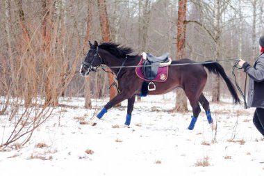 Kara bir körfez, Alman atını karın arka planına yasladı ve bir kordon üzerinde antrenman yaptı. Bavyera atları..