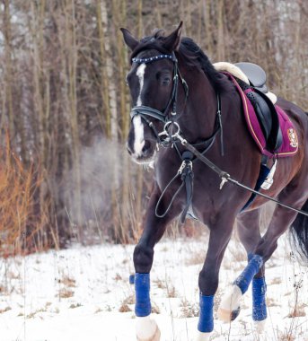 Kara bir körfez, Alman atını karın arka planına yasladı ve bir kordon üzerinde antrenman yaptı. Bavyera atları..