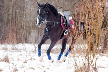 Kara bir körfez, Alman atını karın arka planına yasladı ve bir kordon üzerinde antrenman yaptı. Bavyera atları..
