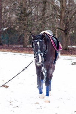 Kara bir körfez, Alman atını karın arka planına yasladı ve bir kordon üzerinde antrenman yaptı. Bavyera atları..