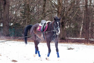 Kara bir körfez, Alman atını karın arka planına yasladı ve bir kordon üzerinde antrenman yaptı. Bavyera atları..