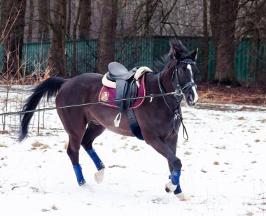 Kara bir körfez, Alman atını karın arka planına yasladı ve bir kordon üzerinde antrenman yaptı. Bavyera atları..