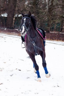 Kara bir körfez, Alman atını karın arka planına yasladı ve bir kordon üzerinde antrenman yaptı. Bavyera atları..