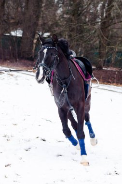 Kara bir körfez, Alman atını karın arka planına yasladı ve bir kordon üzerinde antrenman yaptı. Bavyera atları..