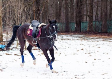 Kara bir körfez, Alman atını karın arka planına yasladı ve bir kordon üzerinde antrenman yaptı. Bavyera atları..