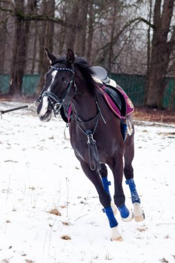 Kara bir körfez, Alman atını karın arka planına yasladı ve bir kordon üzerinde antrenman yaptı. Bavyera atları..