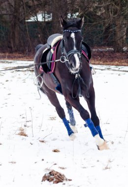Kara bir körfez, Alman atını karın arka planına yasladı ve bir kordon üzerinde antrenman yaptı. Bavyera atları..