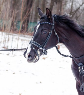 Kara bir körfez, Alman atını karın arka planına yasladı ve bir kordon üzerinde antrenman yaptı. Bavyera atları..