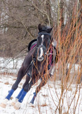 Kara bir körfez, Alman atını karın arka planına yasladı ve bir kordon üzerinde antrenman yaptı. Bavyera atları..