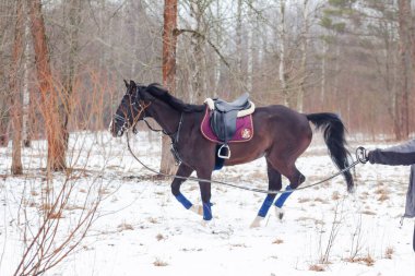 Kara bir körfez, Alman atını karın arka planına yasladı ve bir kordon üzerinde antrenman yaptı. Bavyera atları..