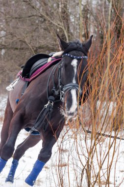 Kara bir körfez, Alman atını karın arka planına yasladı ve bir kordon üzerinde antrenman yaptı. Bavyera atları..