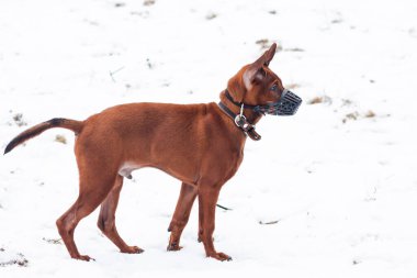Parlak kırmızı sırtlı bir köpek yavrusu Ağızlıklı bir köpek yavrusu Karda eğleniyor. 