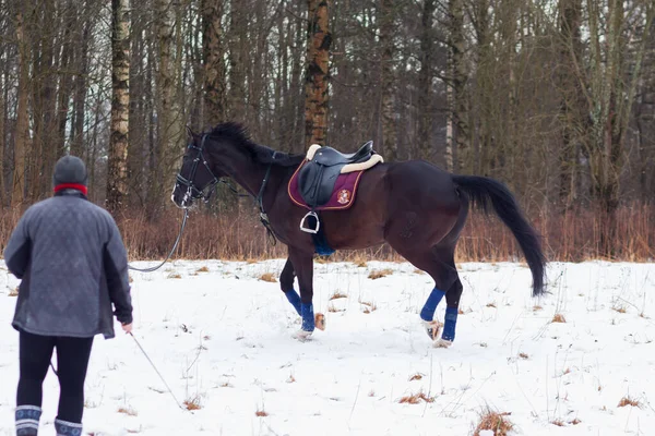 Cavalo Alemão Baía Escura Selado Fundo Neve Treina Uma Corda — Fotografia de Stock