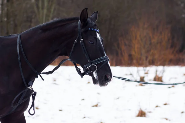 Темная Немецкая Лошадь Оседланная Фоне Снега Тренируется Веревке Фоне Леса — стоковое фото